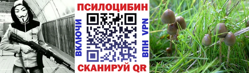 купить наркотики сайты  Моздок  Галлюциногенные грибы Psilocybe 